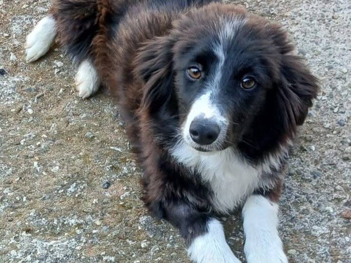 Adozione cane, maschio, Volpino di Pomerania Razza sconosciuta, 9 mesi, taglia piccola, Crotone