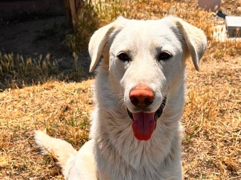Adozione cane, maschio, Labrador Retriever Razza sconosciuta, 1 anno, taglia media, Crotone