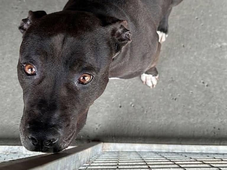 Adozione cane, femmina, Pitbull Razza sconosciuta, 8 anni, taglia grande, Crotone