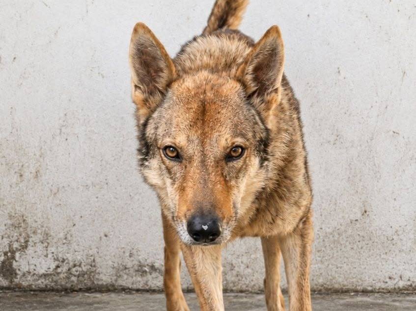 Adozione cane, maschio, Cane lupo Cecoslovacco Razza sconosciuta, 3 anni, taglia gigante, Crotone