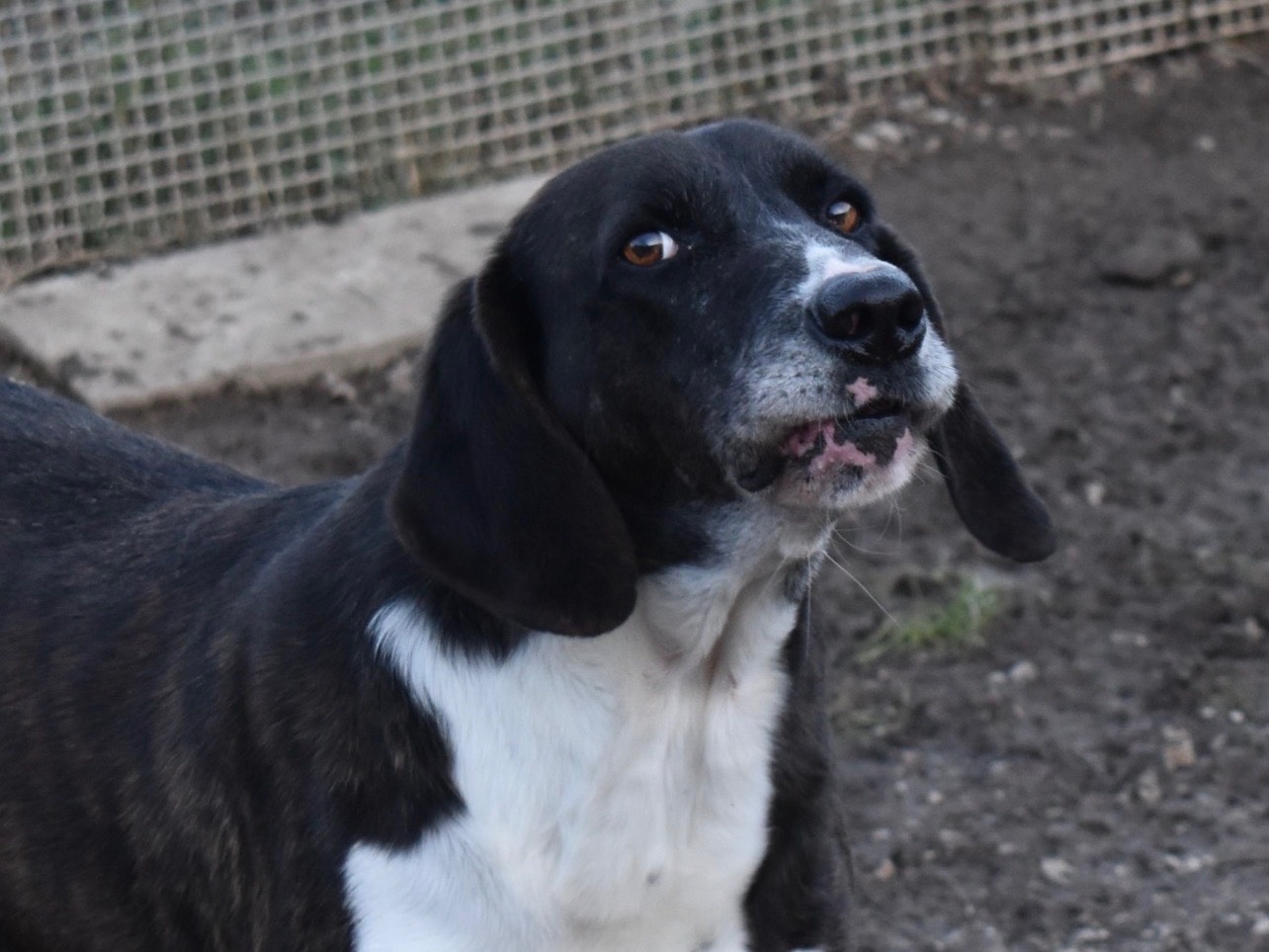 Adozione cane, maschio, Segugio maremmano Razza sconosciuta, 6 anni e 5 mesi, taglia grande, Perugia