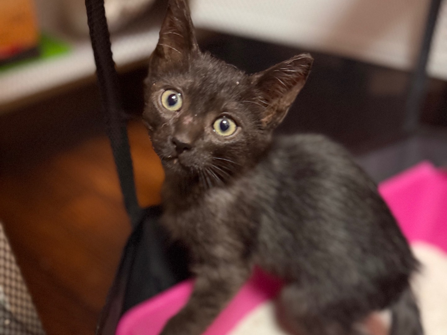 Adotta un gatto, femmina, 1 mesi, Messina