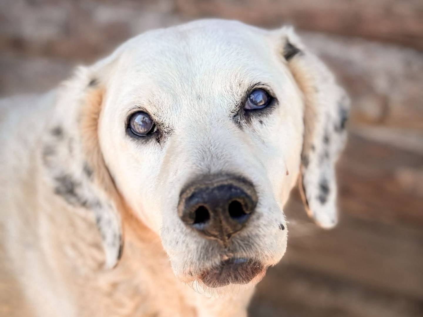 Adozione cane, maschio, Setter Inglese Razza sconosciuta, 11 anni e 3 mesi, taglia media, Crotone
