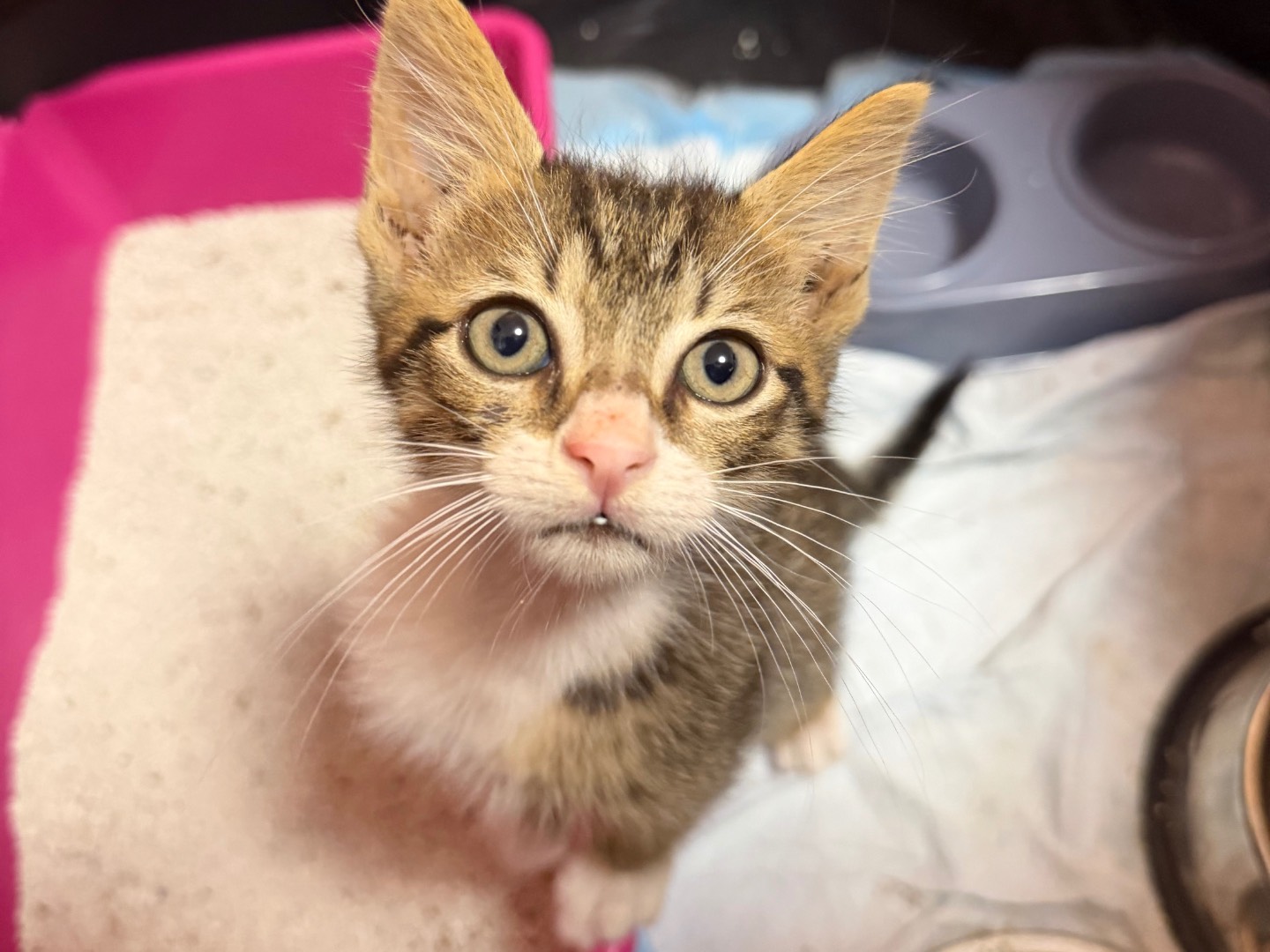 Adozione gatto, maschio, Razza sconosciuta Razza sconosciuta, 3 mesi, taglia non valida, Messina