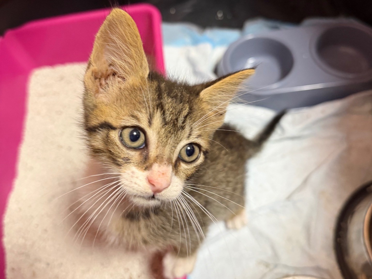 Adotta un gatto, maschio, 3 mesi, Messina