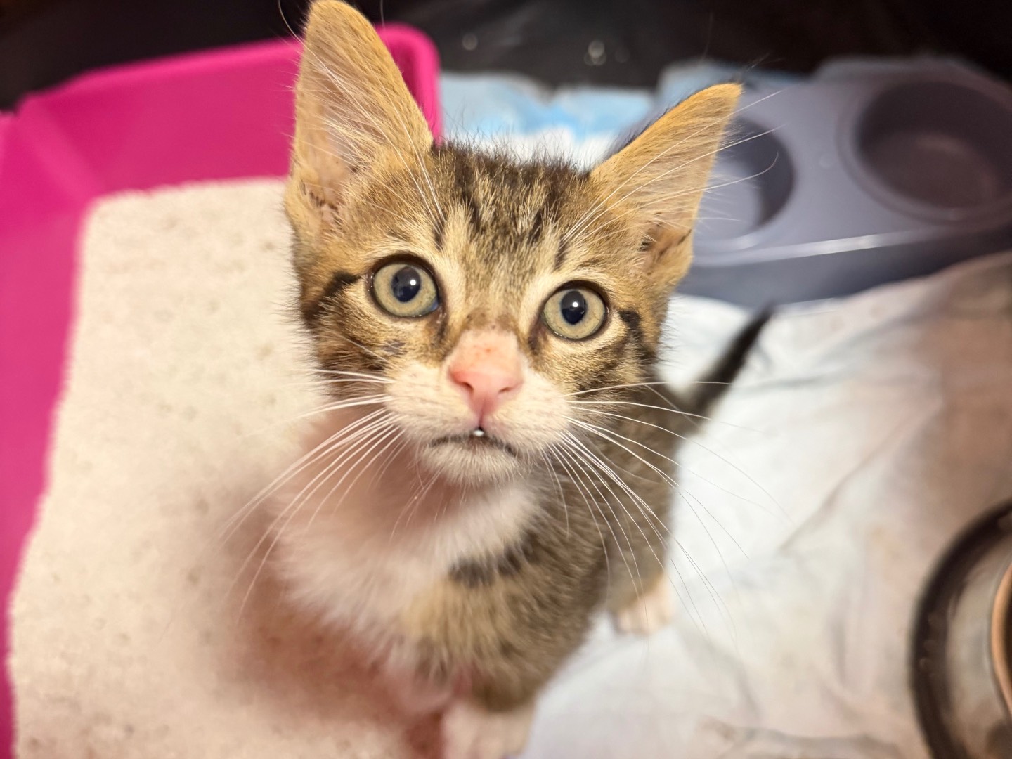 Adotta un gatto, taglia non valida, maschio, Messina
