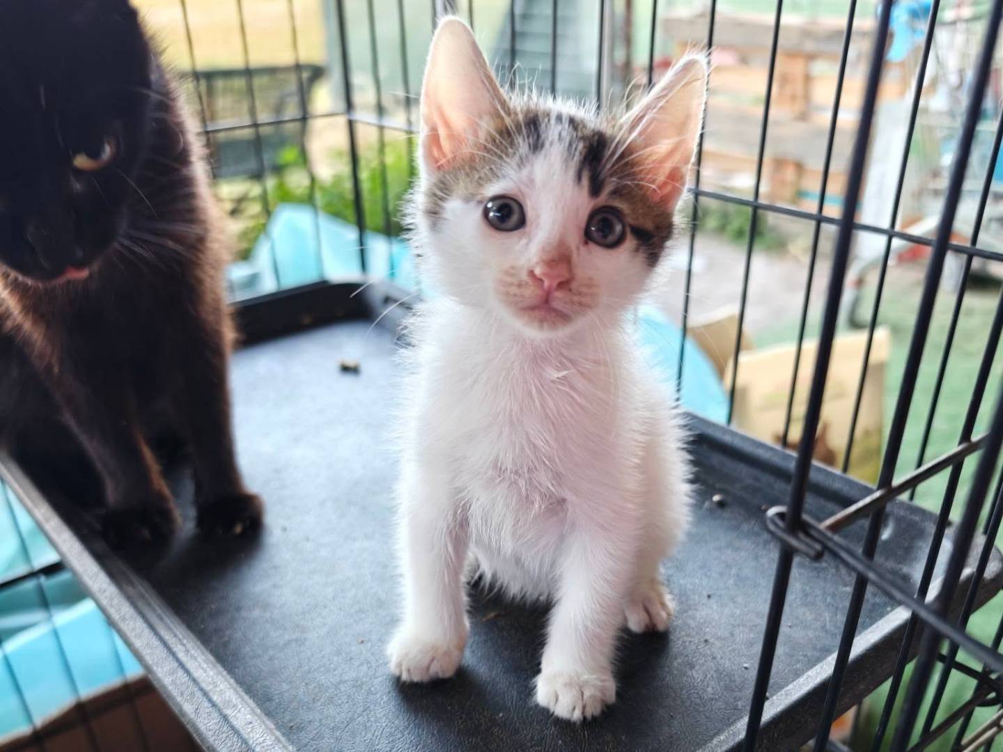 Adozione gatto, maschio, Razza sconosciuta Razza sconosciuta, 1 mesi, taglia non valida, Caserta