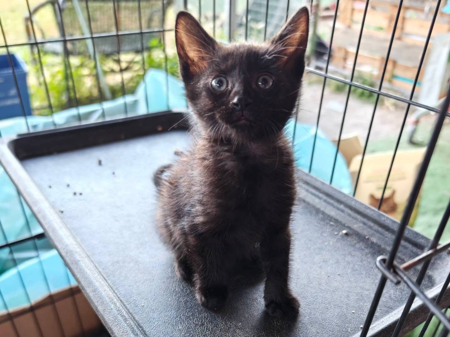 Adotta un gatto, maschio, 1 mesi, Caserta