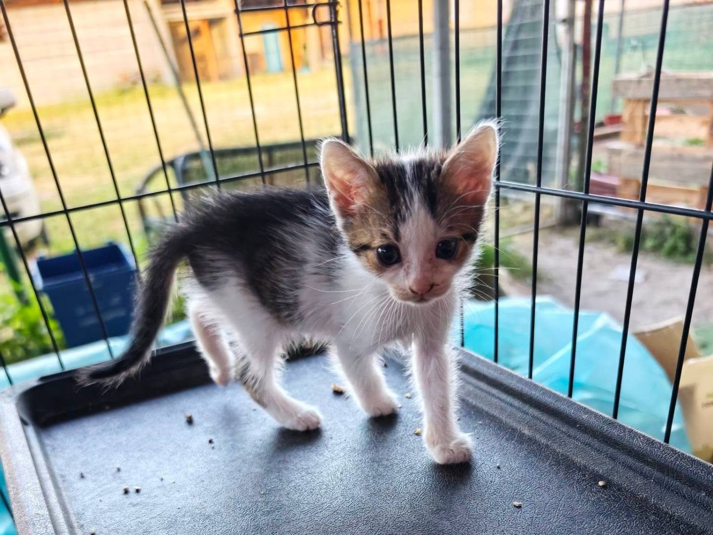 Adotta un gatto, taglia non valida, maschio, Caserta
