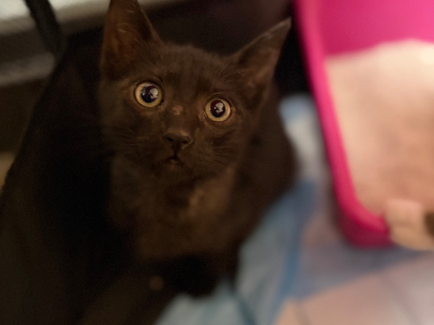 Adozione gatto, femmina, Razza sconosciuta Razza sconosciuta, 1 mesi, taglia non valida, Messina