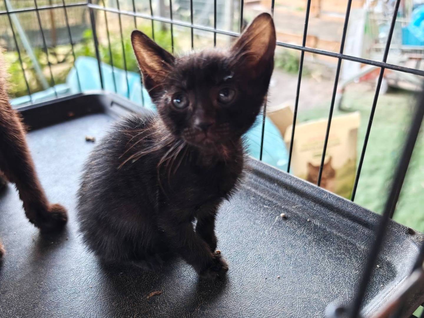 Vuoi adottare un gatto a Caserta?