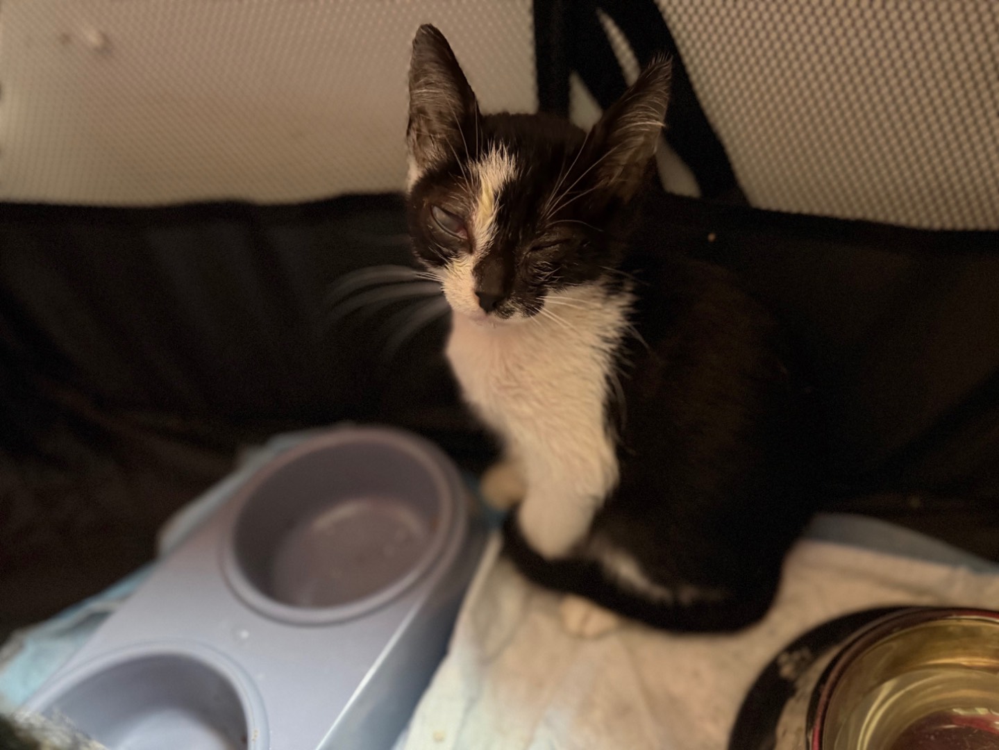 Adozione gatto, maschio, Razza sconosciuta Razza sconosciuta, 1 mesi, taglia non valida, Messina