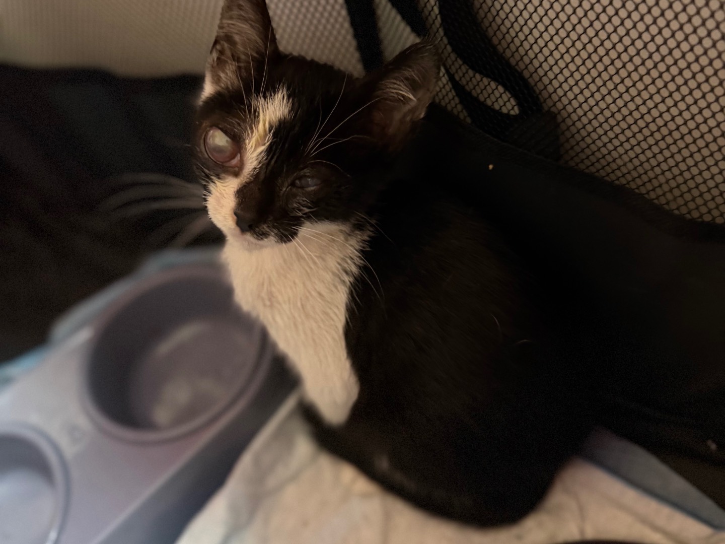 Adotta un gatto, maschio, 1 mesi, Messina