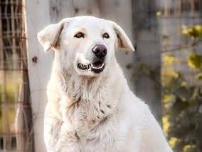 Adozione cane, maschio, Razza sconosciuta Razza sconosciuta, 4 anni e 9 mesi, taglia grande, Crotone