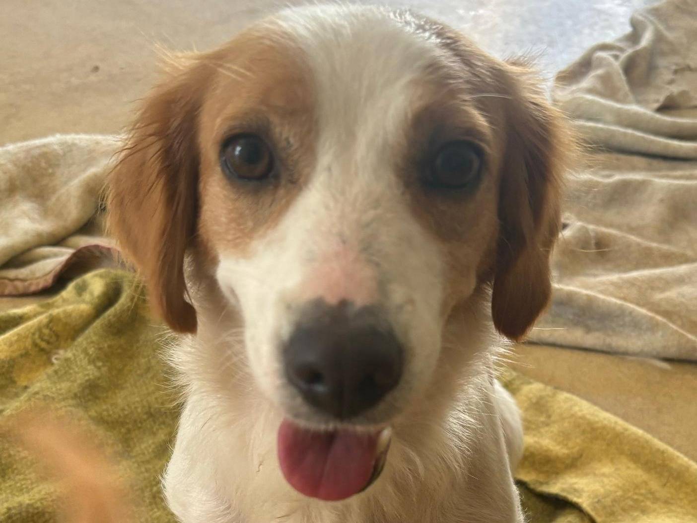 Vuoi adottare un cane a Bari?