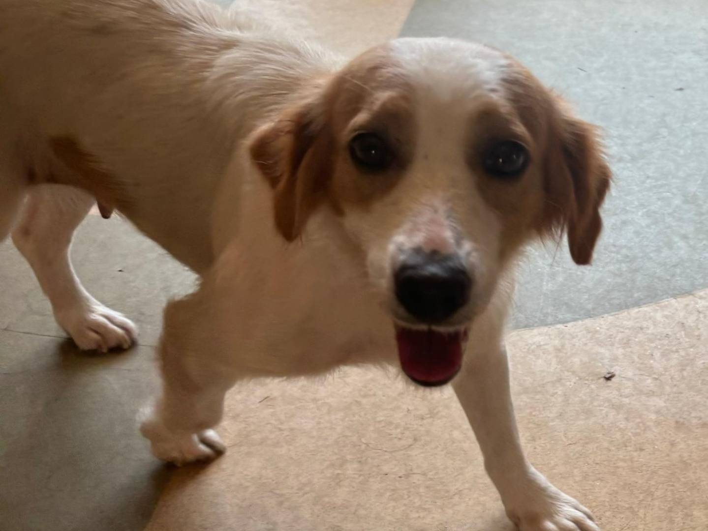 Adotta il cane Lella a Bari