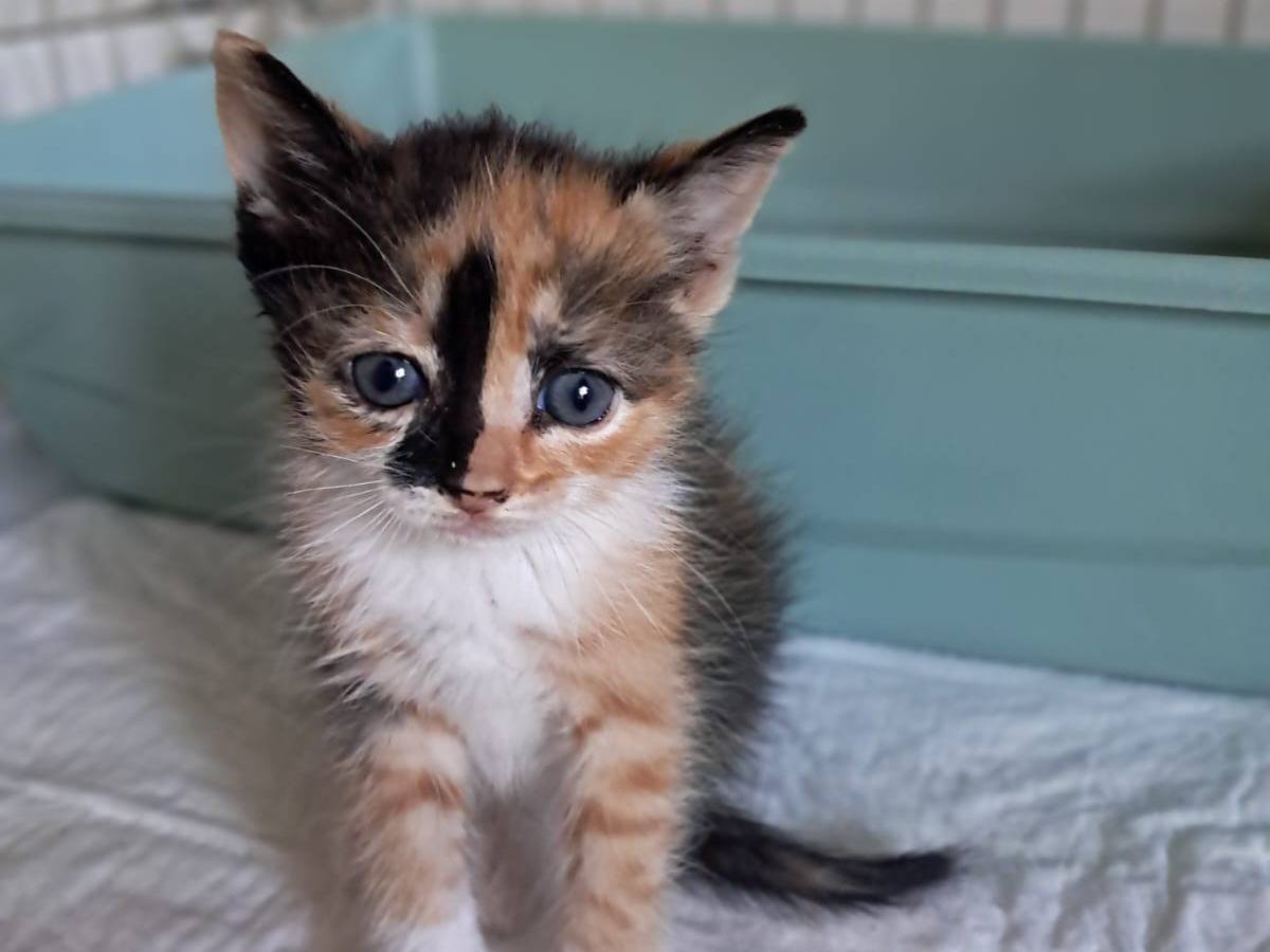 Adozione gatto, femmina, Razza sconosciuta Razza sconosciuta, 2 mesi, taglia non valida, Roma