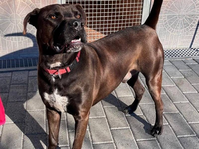 Adotta un cane, taglia media, maschio, Milano