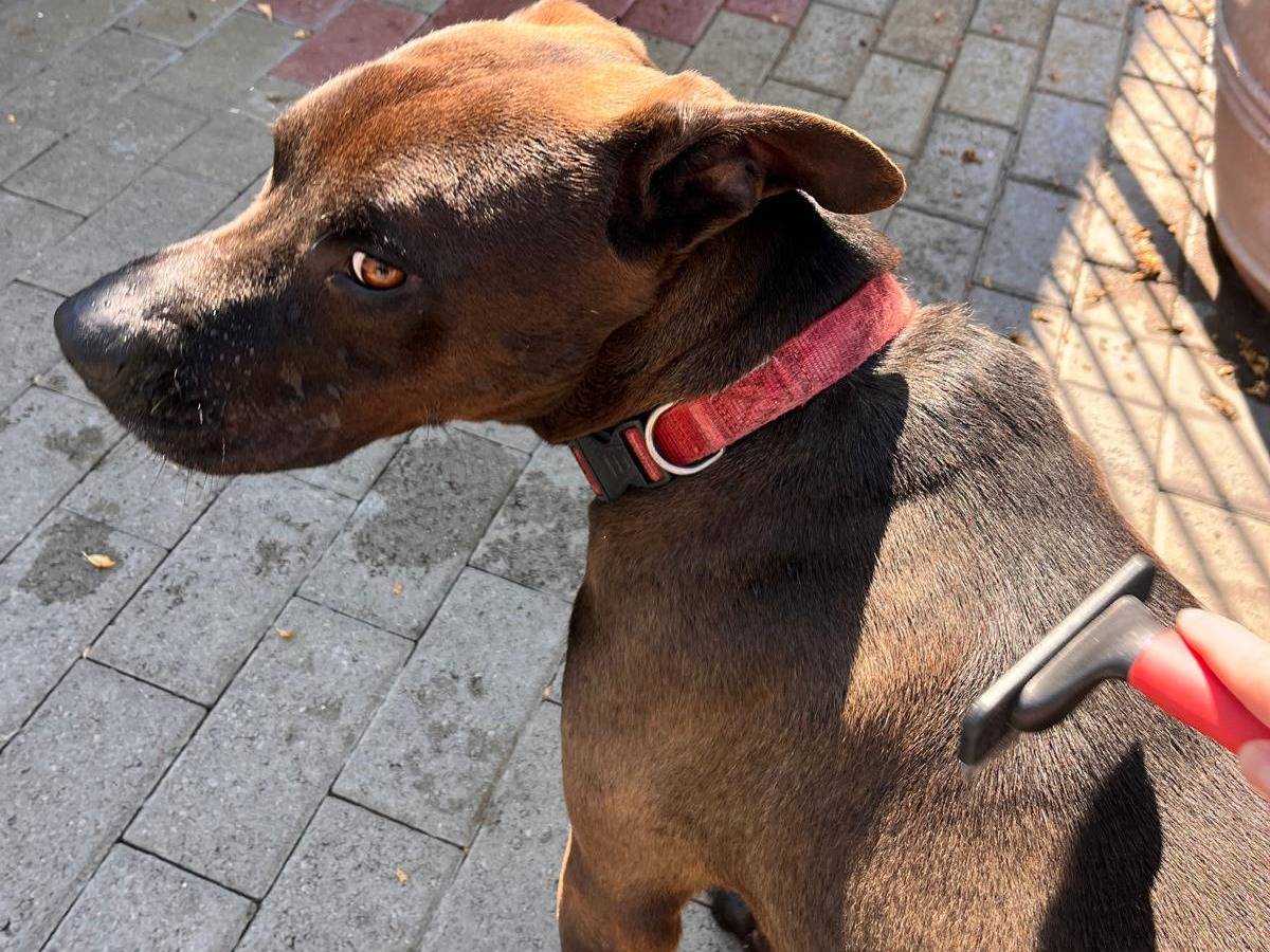 Vuoi adottare un cane a Milano?