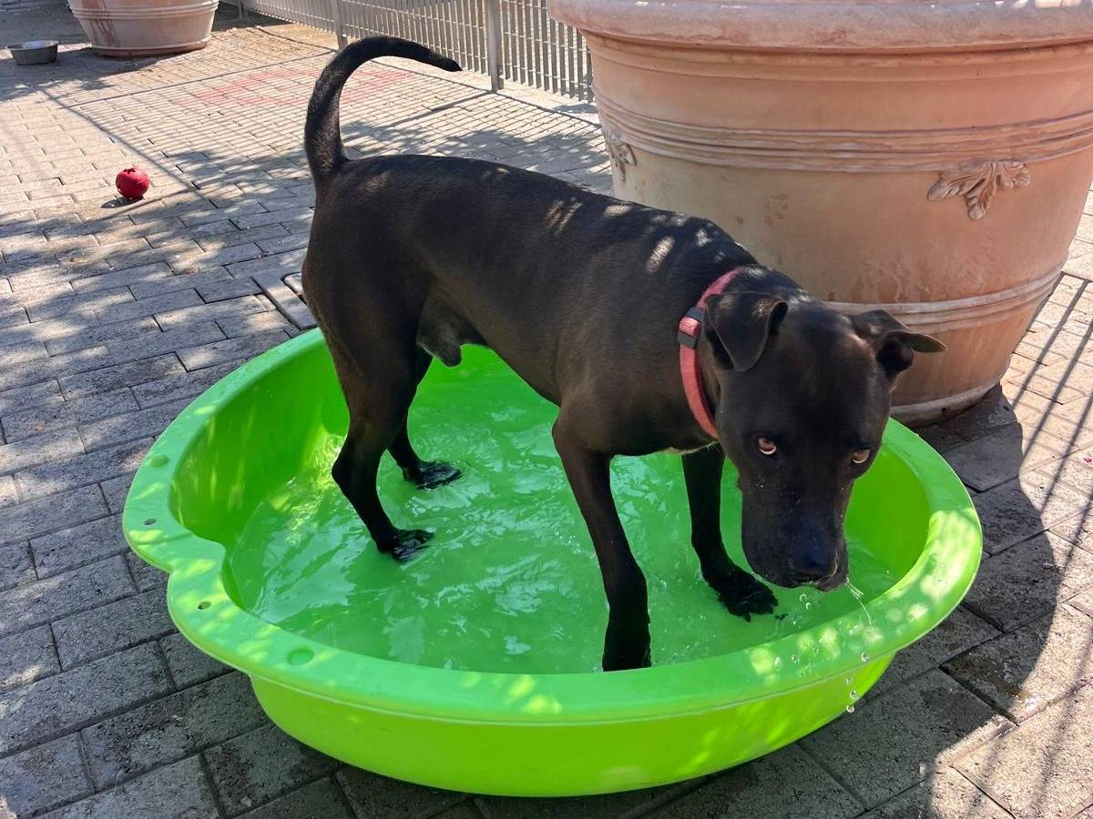 Adotta il cane NIGEL a Milano