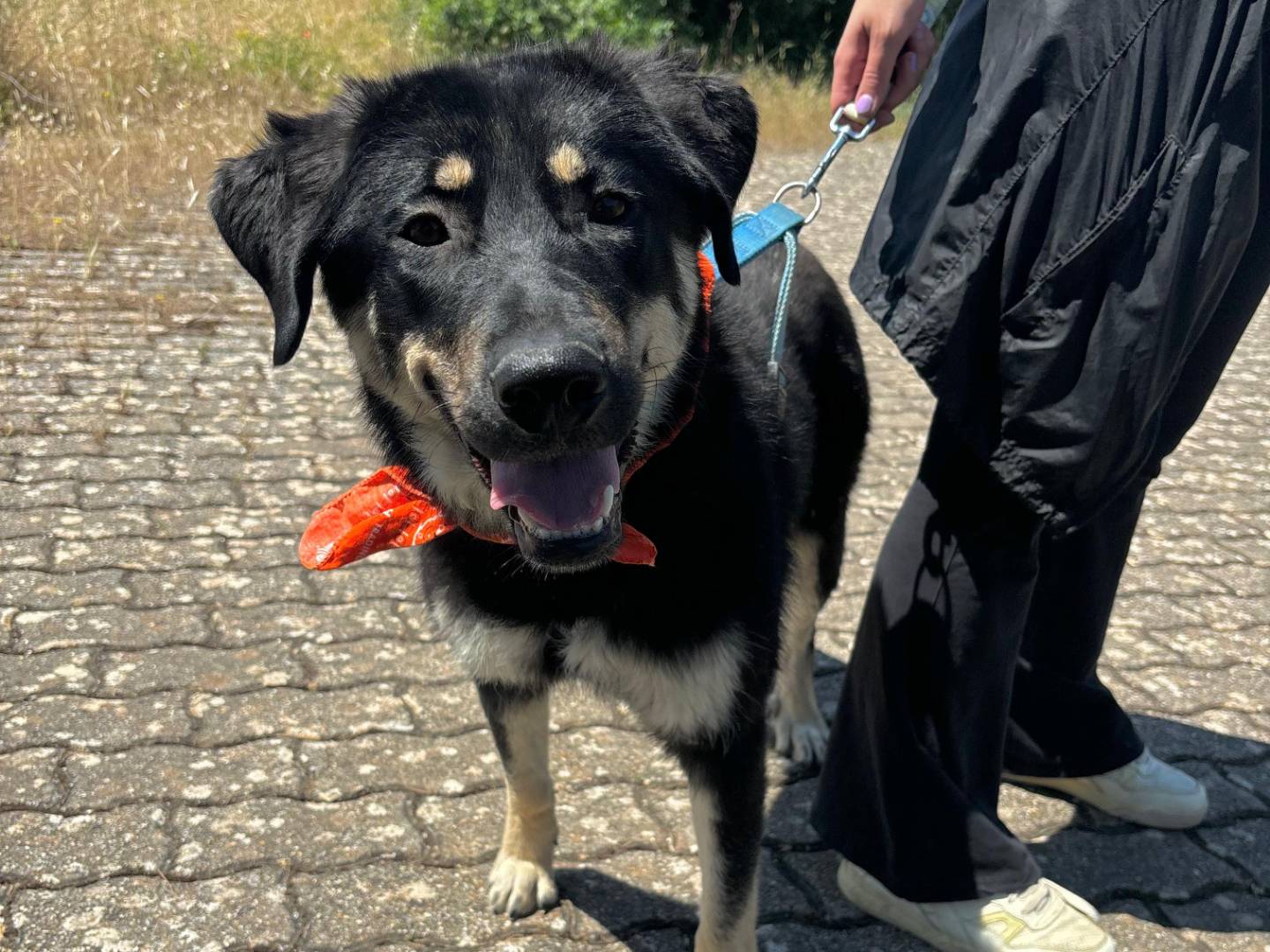 Adotta un cane, femmina, 1 anno, Bari