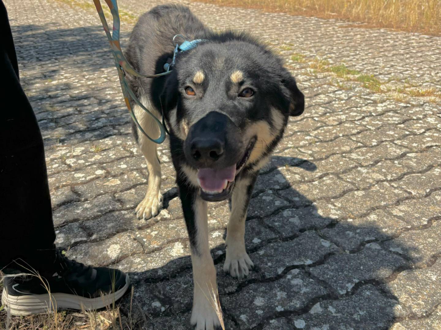 Vuoi adottare un cane a Bari?