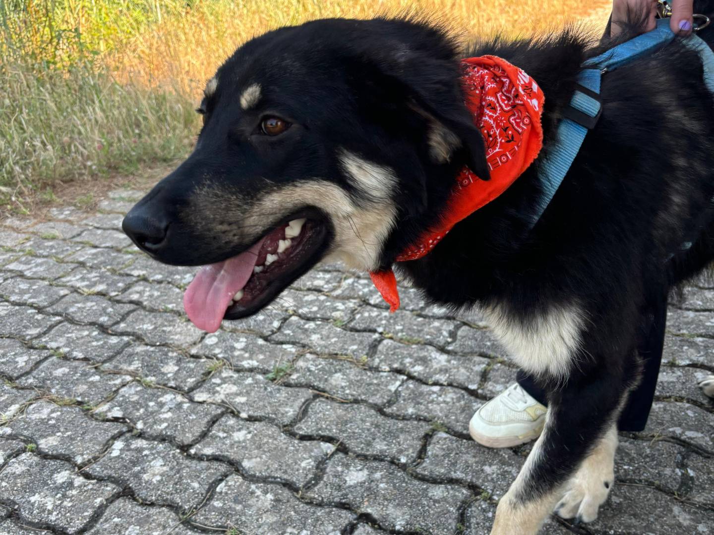 Adotta il cane Eva a Bari
