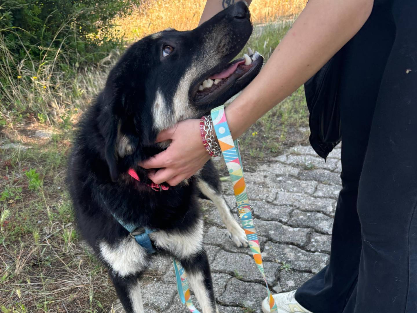 Adozione cane, femmina, Pastore tedesco Razza sconosciuta, 1 anno, taglia media, Bari