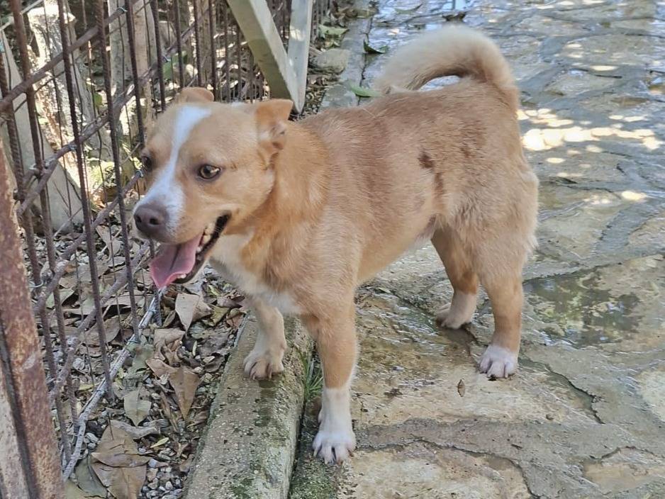 Adozione cane, maschio, Razza sconosciuta Razza sconosciuta, 2 anni e 5 mesi, taglia piccola, Modena