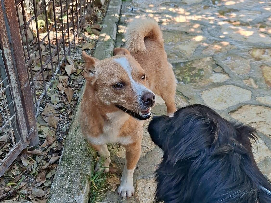 Adotta un cane, maschio, 2 anni e 5 mesi, Modena