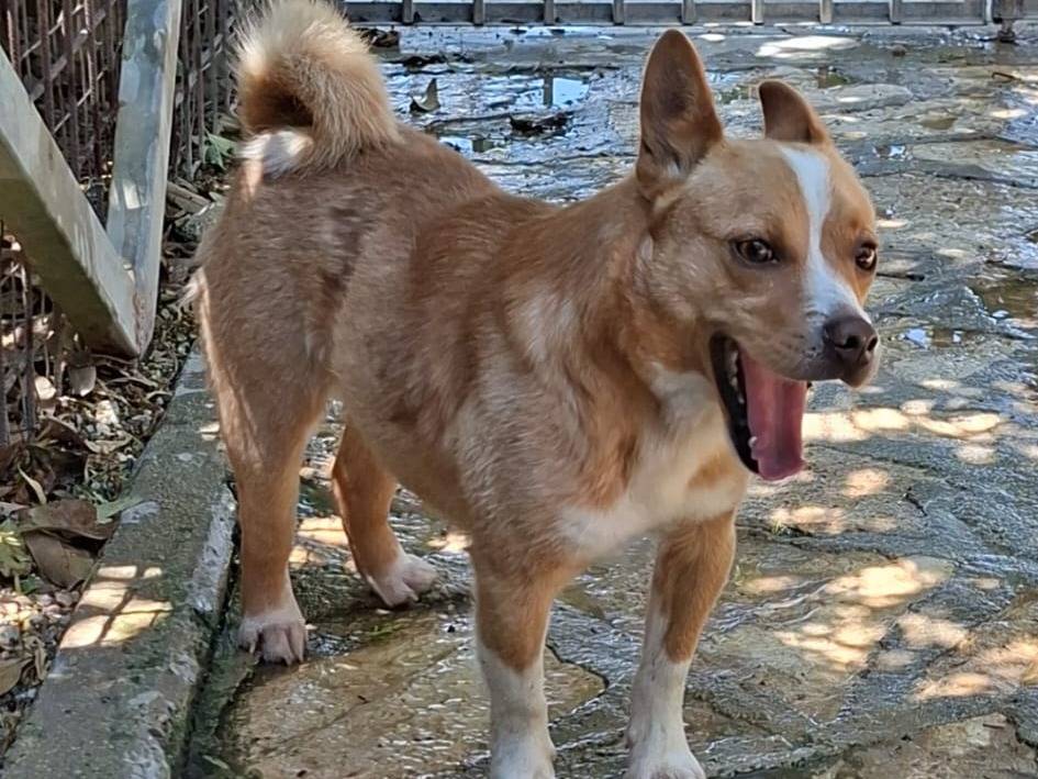 Adotta un cane, taglia piccola, maschio, Modena
