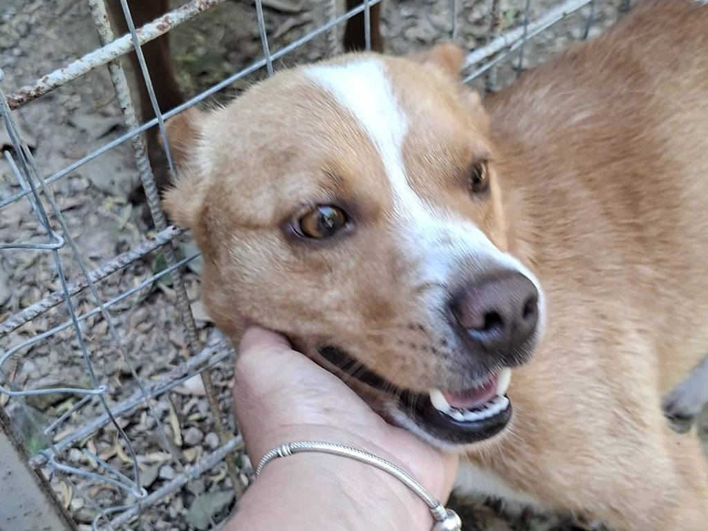 Vuoi adottare un cane a Modena?