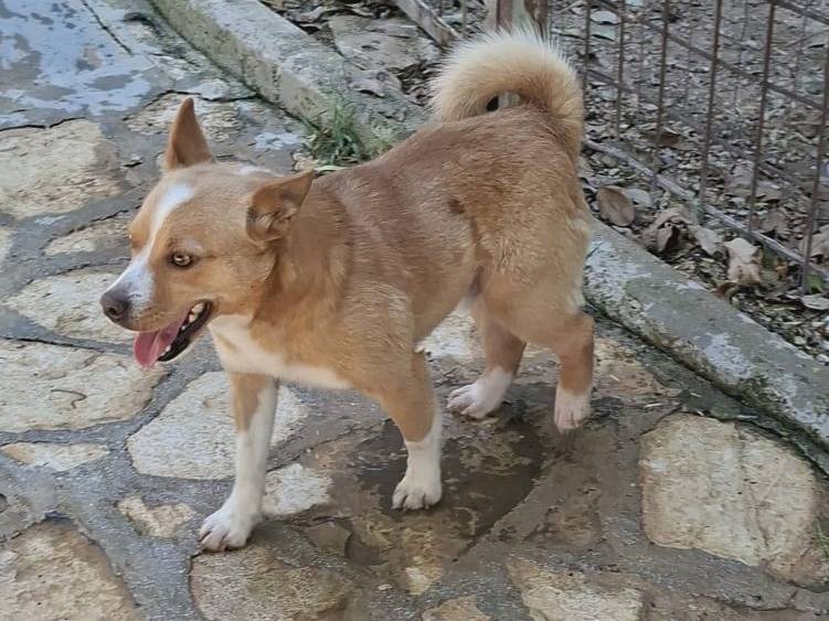 Adotta il cane Fox a Modena