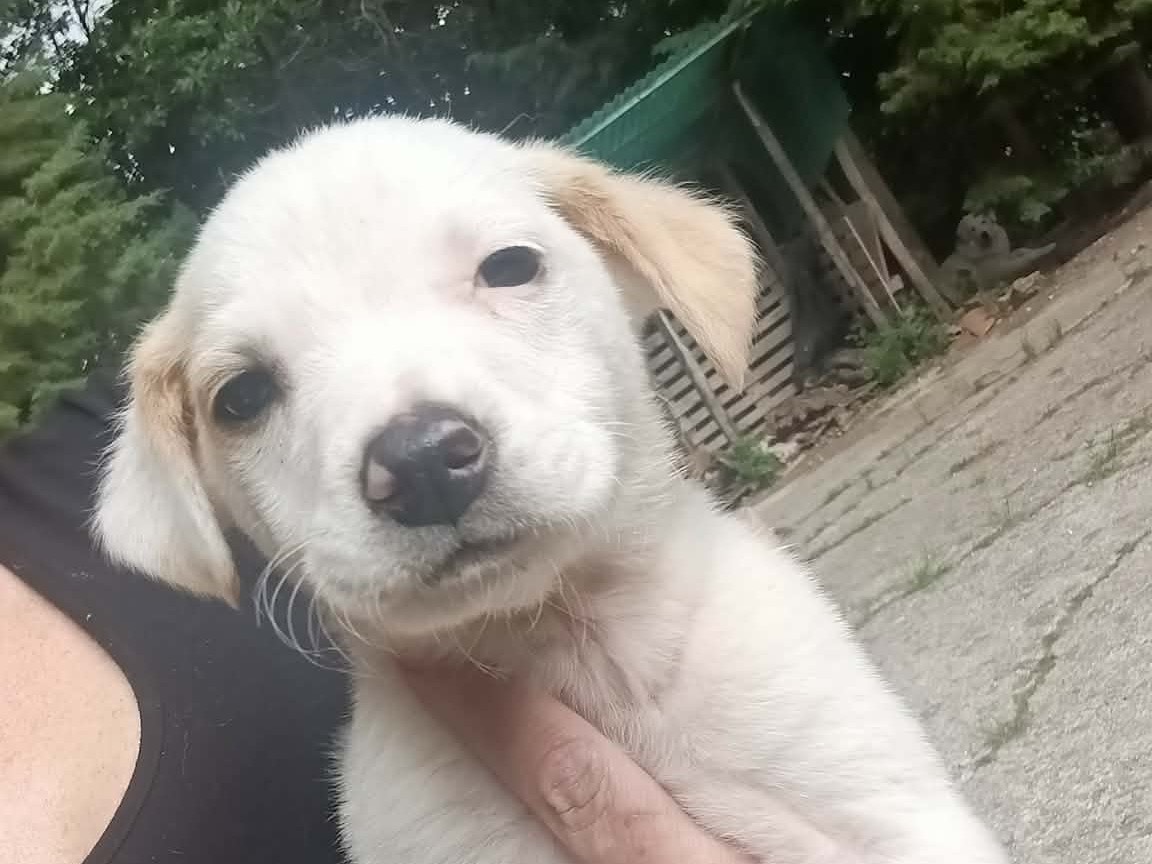 Adotta un cane, maschio, 2 mesi, Avellino