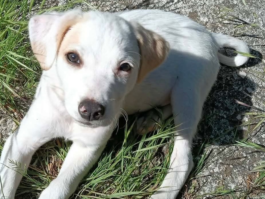 Vuoi adottare un cane a Avellino?