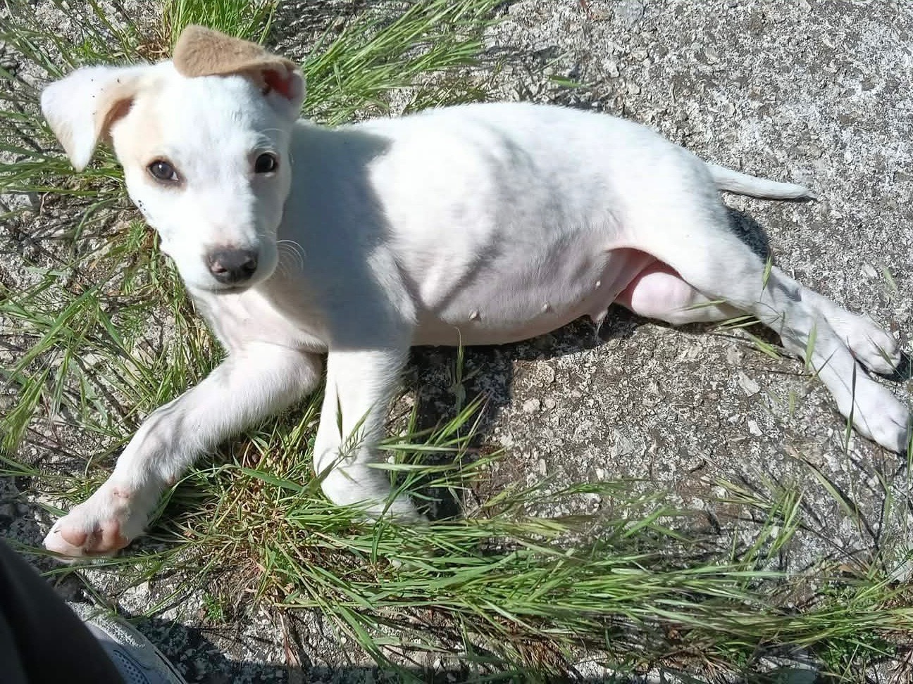 Adotta il cane Biscotto a Avellino