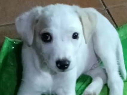 Adotta un cane, taglia media contenuta, maschio, Avellino