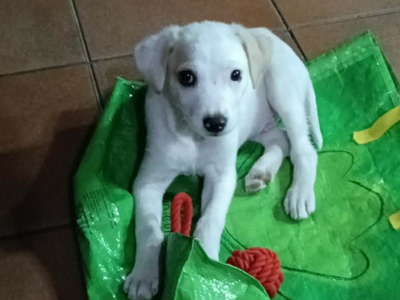 Adozione cane, maschio, Razza sconosciuta Razza sconosciuta, 2 mesi, taglia media contenuta, Avellino