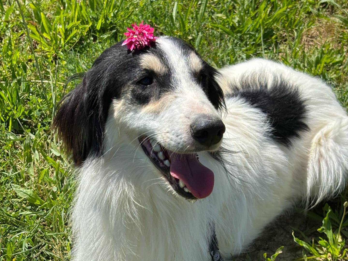 Adotta un cane, taglia media, maschio, Pisa