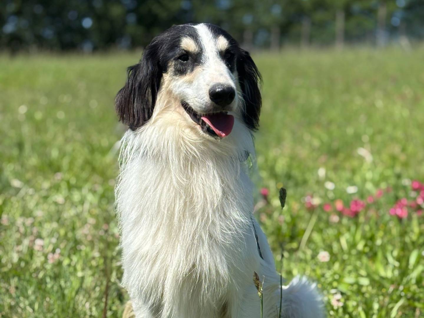Adozione cane, maschio, Razza sconosciuta Razza sconosciuta, 1 anno e 4 mesi, taglia media, Pisa