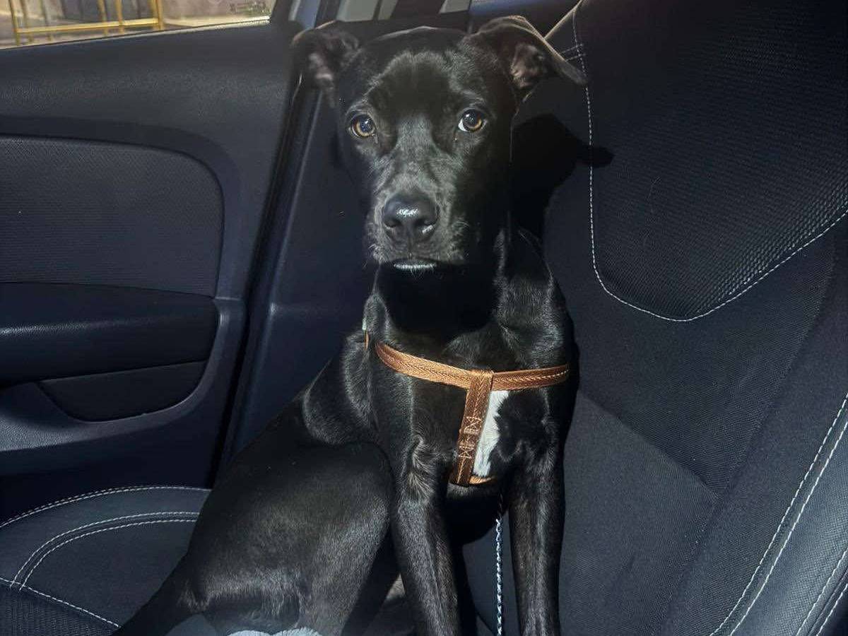 Adozione cane, femmina, Pitbull Razza sconosciuta, 4 mesi, taglia media, Caserta