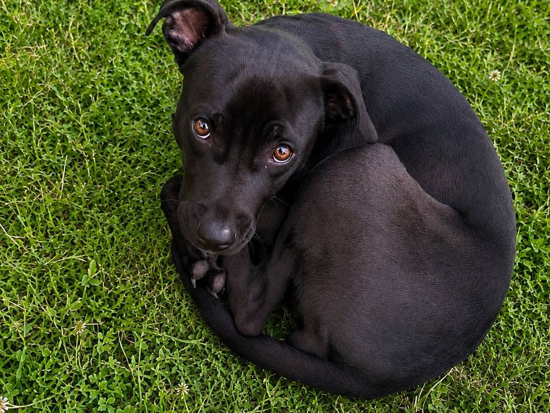 Adotta un cane, femmina, 4 mesi, Caserta