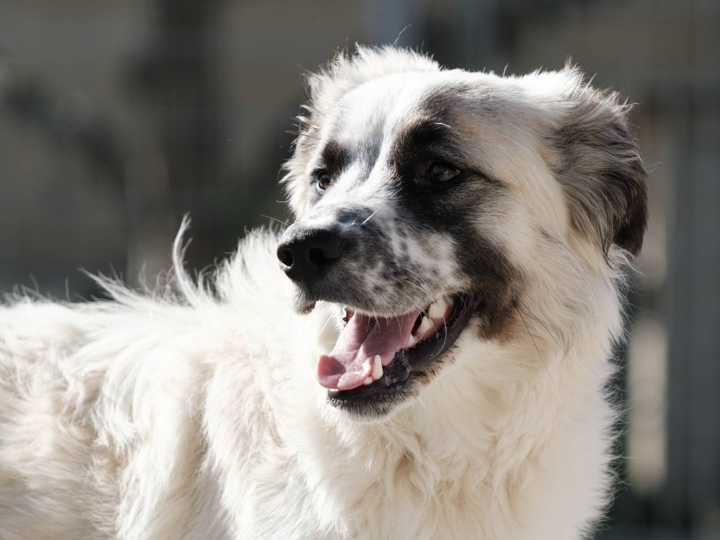 Adozione cane, maschio, Razza sconosciuta Razza sconosciuta, 10 mesi, taglia grande, Bari