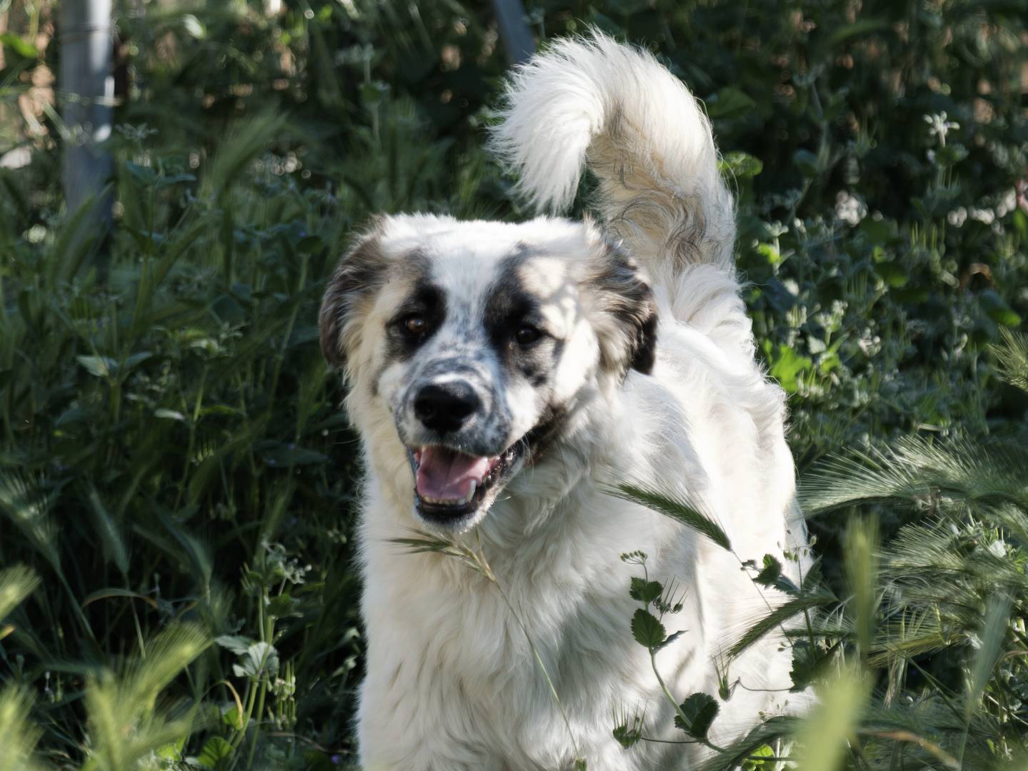 Adotta un cane, maschio, 10 mesi, Bari