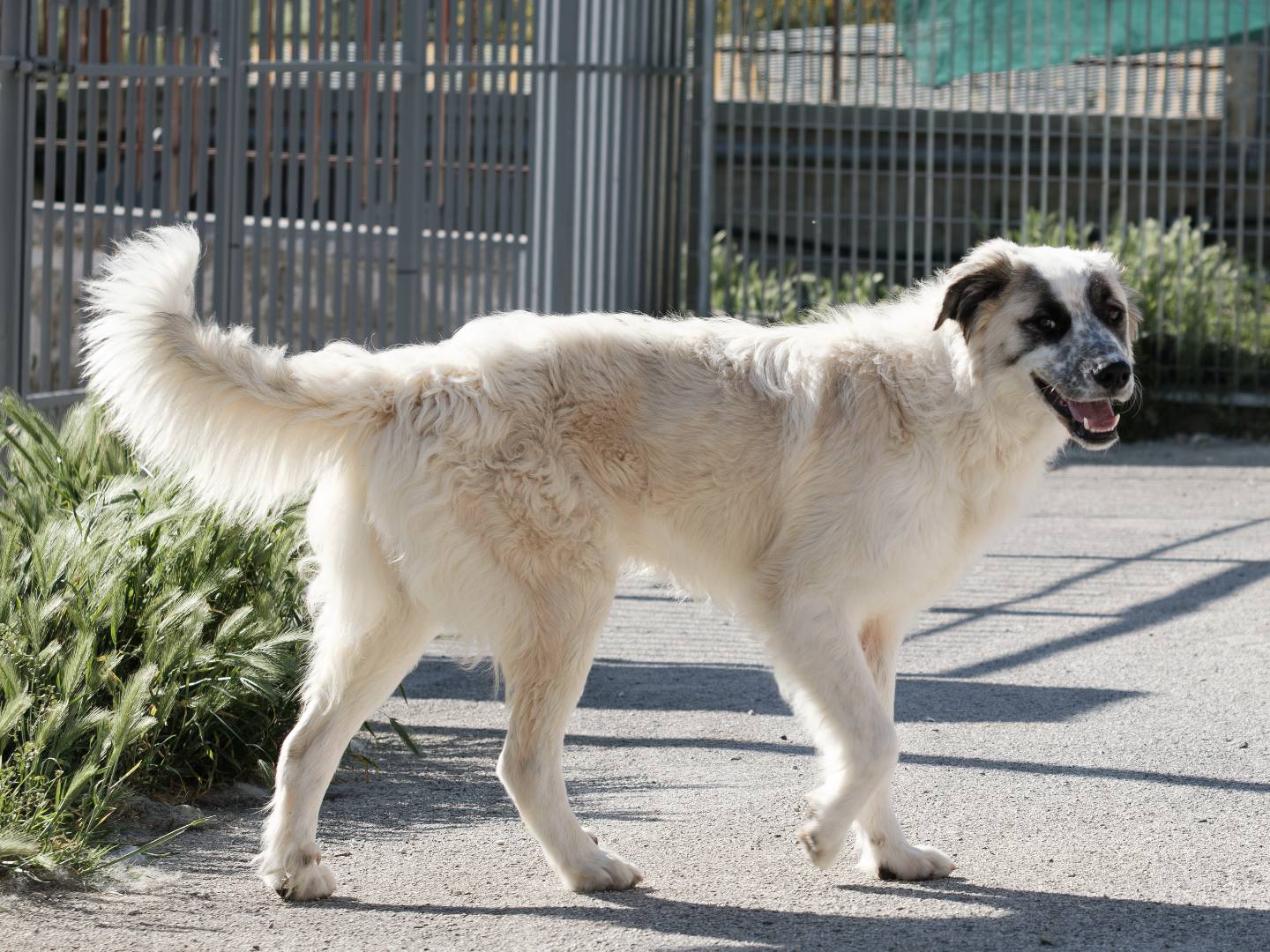 Adotta un cane, taglia grande, maschio, Bari
