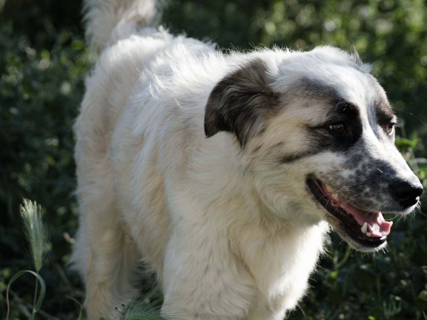 Vuoi adottare un cane a Bari?