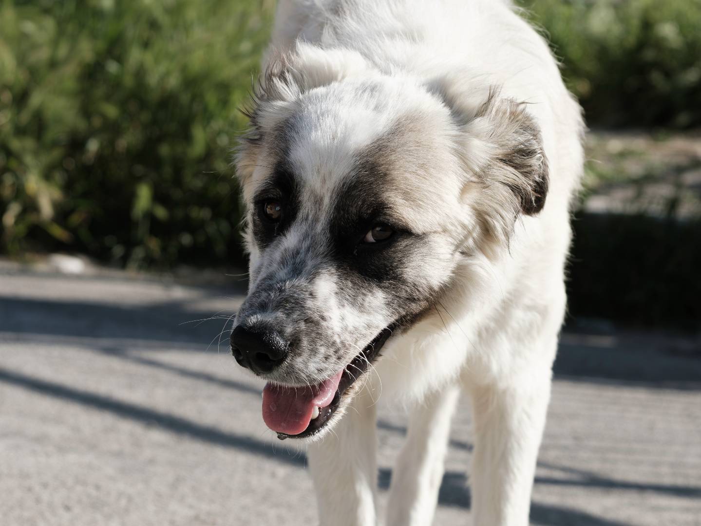 Adotta il cane Jhonny a Bari