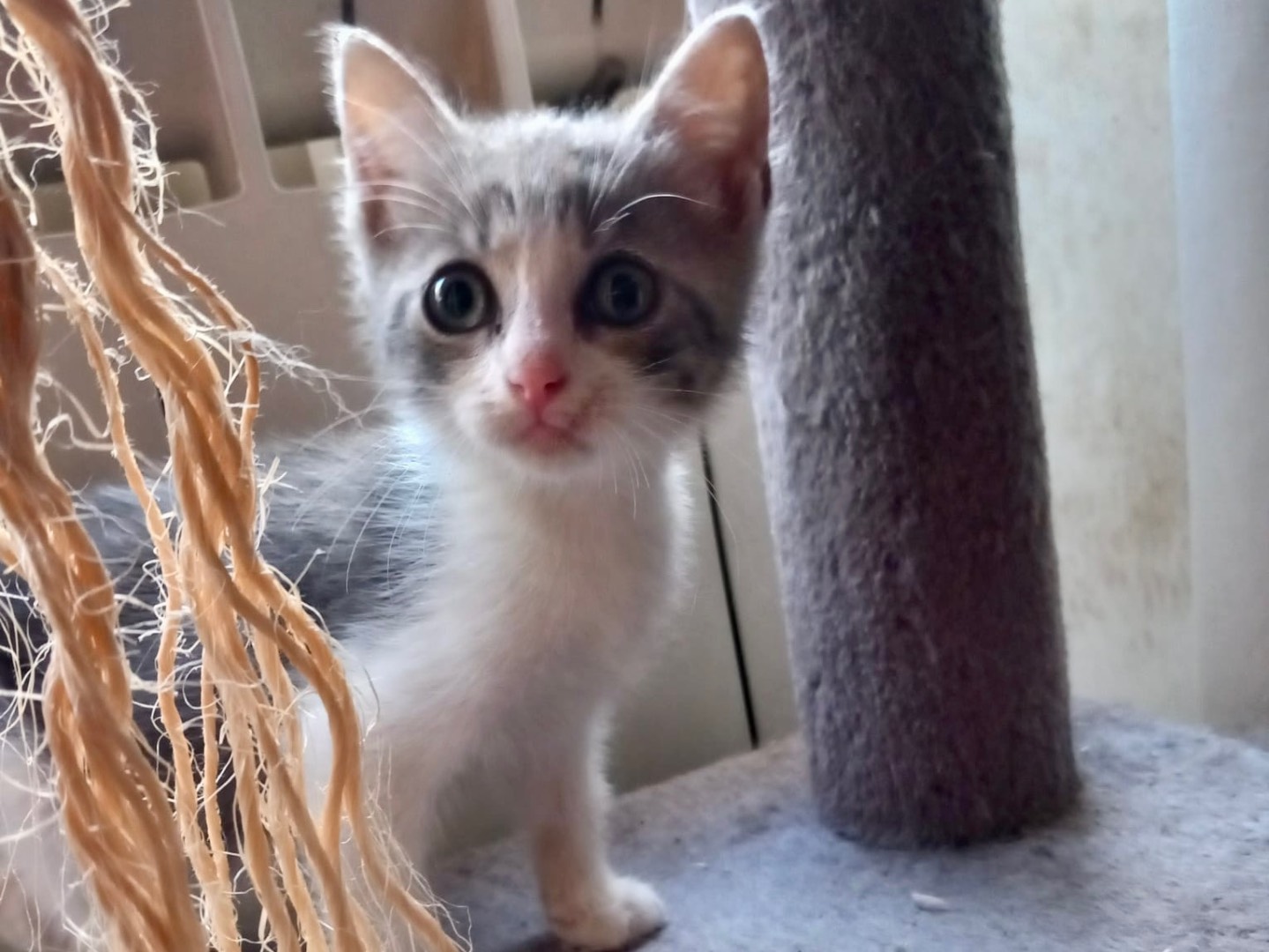 Adozione gatto, maschio, Razza sconosciuta Razza sconosciuta, 2 mesi, taglia non valida, Latina