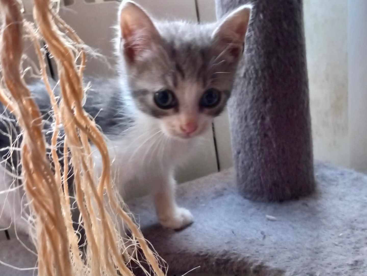 Adotta un gatto, maschio, 2 mesi, Latina