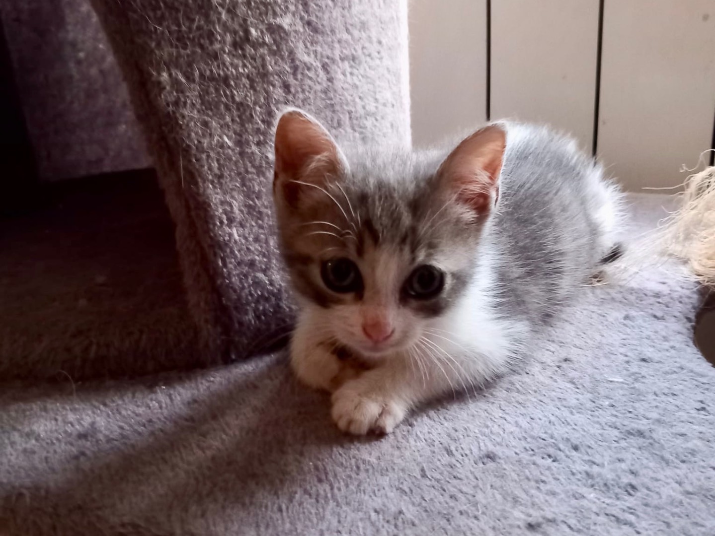 Adotta un gatto, taglia non valida, maschio, Latina